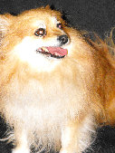 pom_pics_website008002.jpg